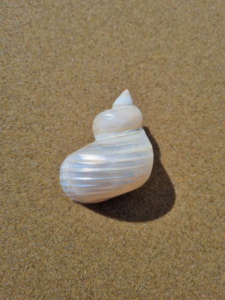 The Mermaid Shell Clip